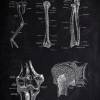 The Arm - Patent-Style - Anatomie-Poster Bild 2