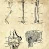 The Arm - Patent-Style - Anatomie-Poster Bild 4