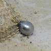 Perlen-Anhänger, graue elegante Tahiti-Perle metallic grau 12,5 x 16,5 mm mit Gold 14K/20, Brautkette, Geschenk für Frau Bild 5