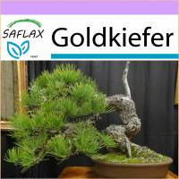 SAFLAX - Bonsai - Goldkiefer - 20 Samen - Pinus ponderosa Bild 1