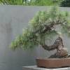 SAFLAX - Bonsai - Goldkiefer - 20 Samen - Pinus ponderosa Bild 3