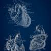 The Heart No. 2 - Patent-Style - Anatomie-Poster Bild 3