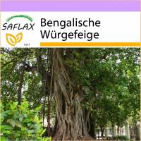 SAFLAX - Bengalische Würgefeige - 20 Samen - Ficus benghalensis Bild 1