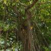 SAFLAX - Bengalische Würgefeige - 20 Samen - Ficus benghalensis Bild 3