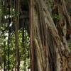 SAFLAX - Bengalische Würgefeige - 20 Samen - Ficus benghalensis Bild 4