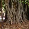 SAFLAX - Bengalische Würgefeige - 20 Samen - Ficus benghalensis Bild 5