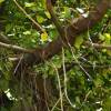 SAFLAX - Bengalische Würgefeige - 20 Samen - Ficus benghalensis Bild 6