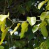 SAFLAX - Bengalische Würgefeige - 20 Samen - Ficus benghalensis Bild 7