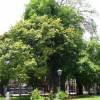 SAFLAX - Bengalische Würgefeige - 20 Samen - Ficus benghalensis Bild 8