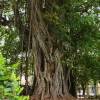 SAFLAX - Bengalische Würgefeige - 20 Samen - Ficus benghalensis Bild 9