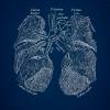 The Lung No. 3 - Patent-Style - Anatomie-Poster Bild 3