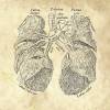 The Lung No. 3 - Patent-Style - Anatomie-Poster Bild 4