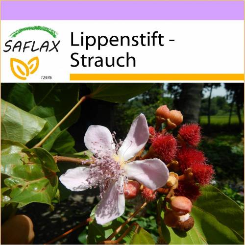 SAFLAX - Lippenstift - Strauch - 20 Samen - Bixa orellena