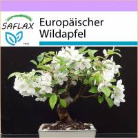 SAFLAX - Bonsai - Europäischer Wildapfel - 30 Samen - Malus sylvestris Bild 1