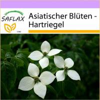 SAFLAX - Asiatischer Blüten - Hartriegel - 30 Samen - Cornus kousa Bild 1
