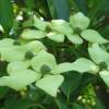 SAFLAX - Asiatischer Blüten - Hartriegel - 30 Samen - Cornus kousa Bild 4