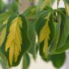 SAFLAX - Asiatischer Blüten - Hartriegel - 30 Samen - Cornus kousa Bild 5
