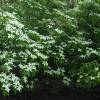 SAFLAX - Asiatischer Blüten - Hartriegel - 30 Samen - Cornus kousa Bild 7