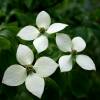 SAFLAX - Asiatischer Blüten - Hartriegel - 30 Samen - Cornus kousa Bild 9
