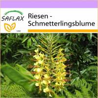 SAFLAX - Riesen - Schmetterlingsblume - 10 Samen - Hedychum gardnerianum Bild 1