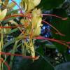 SAFLAX - Riesen - Schmetterlingsblume - 10 Samen - Hedychum gardnerianum Bild 4
