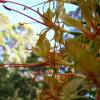 SAFLAX - Riesen - Schmetterlingsblume - 10 Samen - Hedychum gardnerianum Bild 5