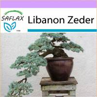 SAFLAX - Bonsai - Libanon Zeder - 20 Samen - Cedrus libani Bild 1