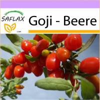 SAFLAX - Goji - Beere - 200 Samen - Lycium chinensis Bild 1