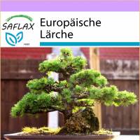 SAFLAX - Bonsai - Europäische Lärche - 75 Samen - Larix decidua Bild 1