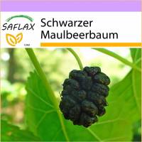 SAFLAX - Schwarzer Maulbeerbaum - 200 Samen - Morus nigra Bild 1