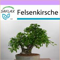 SAFLAX - Bonsai - Felsenkirsche - 30 Samen - Prunus mahaleb Bild 1