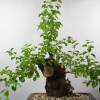 SAFLAX - Bonsai - Felsenkirsche - 30 Samen - Prunus mahaleb Bild 3