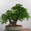 SAFLAX - Bonsai - Felsenkirsche - 30 Samen - Prunus mahaleb Bild 4