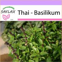 SAFLAX - Kräuter - Thai - Basilikum - 200 Samen - Ocimum basilicum Bild 1