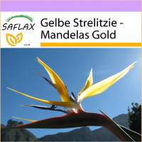 SAFLAX - Gelbe Strelitzie - Mandelas Gold - 4 Samen - Strelitzia reginae Yellow Bild 1