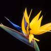 SAFLAX - Gelbe Strelitzie - Mandelas Gold - 4 Samen - Strelitzia reginae Yellow Bild 3