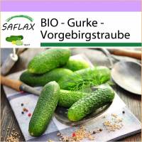 SAFLAX - BIO - Gurke - Vorgebirgstraube - 15 Samen - Cucumis sativus Bild 1