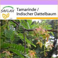 SAFLAX - Tamarinde / Indischer Dattelbaum - 4 Samen - Tamarindus indica Bild 1