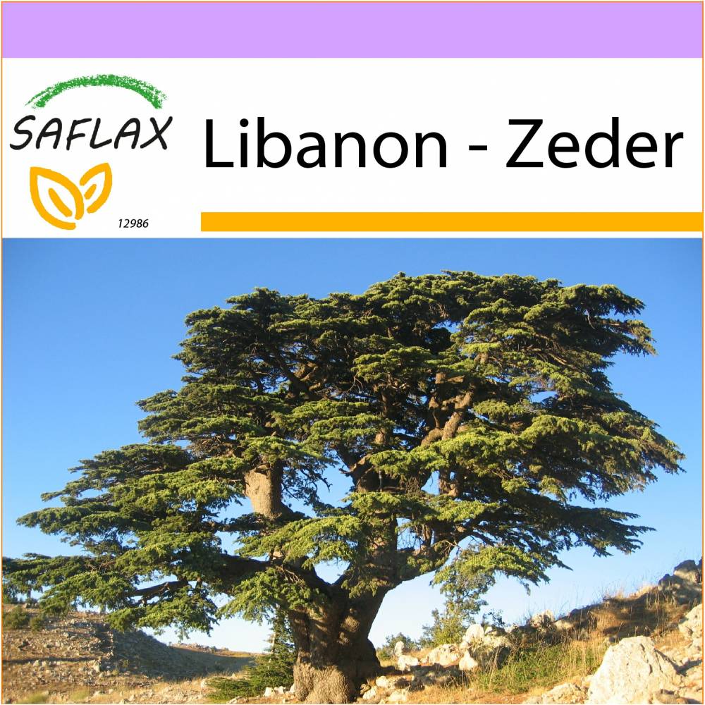 SAFLAX - Libanon - Zeder - 20 Samen - Cedrus libani Bild 1