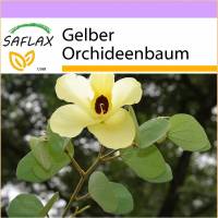 SAFLAX - Gelber Orchideenbaum - 30 Samen - Bauhinia tomentosa Bild 1