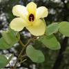 SAFLAX - Gelber Orchideenbaum - 30 Samen - Bauhinia tomentosa Bild 4