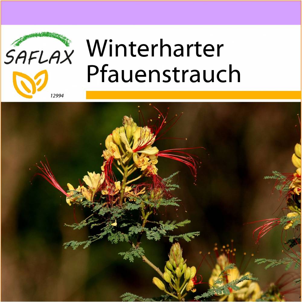 SAFLAX - Winterharter Pfauenstrauch - 10 Samen - Caesalpinia gillesii Bild 1