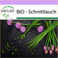 SAFLAX - BIO - Schnittlauch - 250 Samen - Allium schoenoprasum Bild 1