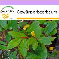 SAFLAX - Gewürzlorbeerbaum - 6 Samen - Laurus nobilis Bild 1