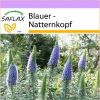 SAFLAX - Blauer - Natternkopf - 100 Samen - Echium fastuosa Bild 1