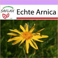 SAFLAX - Heilpflanzen - Echte Arnica - 40 Samen - Arnica montana Bild 1