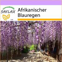 SAFLAX - Afrikanischer Blauregen - 15 Samen - Bolusanthus africanus Bild 1