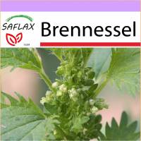 SAFLAX - Heilpflanzen - Brennessel - 150 Samen - Urtica urens Bild 1