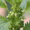 SAFLAX - Heilpflanzen - Brennessel - 150 Samen - Urtica urens Bild 3