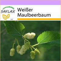 SAFLAX - Weißer Maulbeerbaum - 200 Samen - Morus alba Bild 1